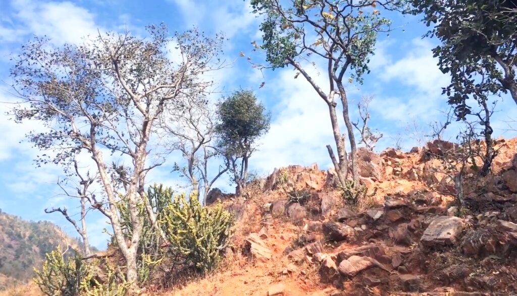 Polo forest: પ્રકૃતિપ્રેમીઓ માટે એક અદ્ભુત સ્થળ 1 Polo forest: પ્રકૃતિપ્રેમીઓ માટે એક અદ્ભુત સ્થળ