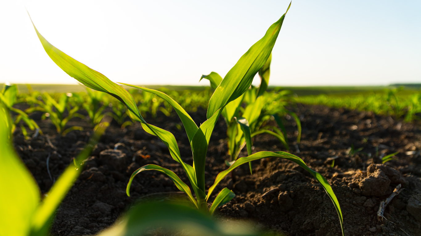 Organic farming